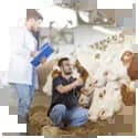 هنر آموز امور دامی