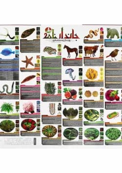 پوستر جاندار نامه زیست شناسی دهم تجربی سایز A2 انتشارات کتاب نارنجی